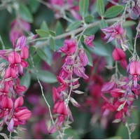 LESPEDEZA Thunbergii LESPEDEZA Thunbergii