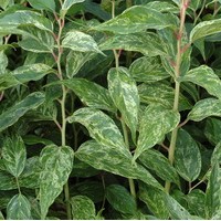 LEUCOTHOE walteri Rainbow LEUCOTHOE walteri Rainbow