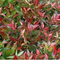 LEUCOTHOE Red leaf LEUCOTHOE Red leaf