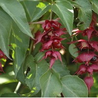 LEYCESTERIA formosa purple rain LEYCESTERIA formosa purple rain