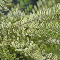LONICERA nitida lemon beauty LONICERA nitida lemon beauty
