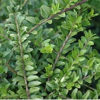 LONICERA nitida Maigrun LONICERA nitida Maigrun