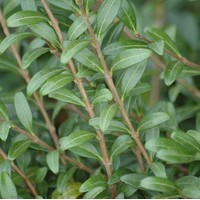 LONICERA pileata LONICERA pileata