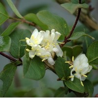 LONICERA fragantissima LONICERA fragantissima