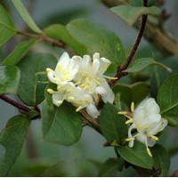 LONICERA fragantissima