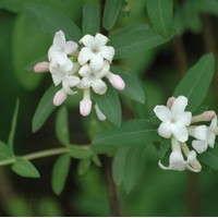 LONICERA syringantha LONICERA syringantha