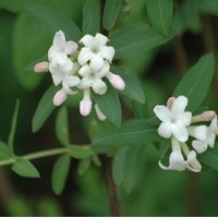 LONICERA syringantha