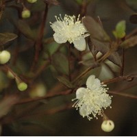 LOPHOMYRTUS Pixie LOPHOMYRTUS Pixie
