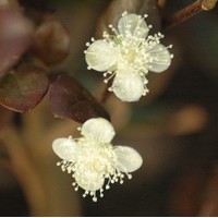 LOPHOMYRTUS Ralph purpurea LOPHOMYRTUS Ralph purpurea
