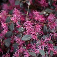 LOROPETALUM Fire dance LOROPETALUM Fire dance