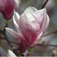 Magnolia Soulangeana Magnolia Soulangeana