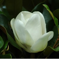 Magnolia grandiflora Nantais Magnolia grandiflora Nantais