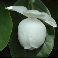 Magnolia sieboldi Magnolia sieboldi