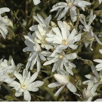 Magnolia stellata Magnolia stellata