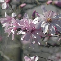 Magnolia stellata rosea Magnolia stellata rosea