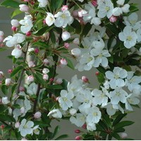 Malus addirondack Malus addirondack