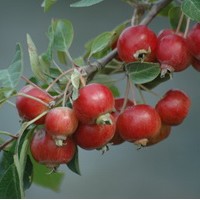 Malus everest Malus everest