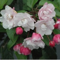 Malus Van Eseltine Malus Van Eseltine