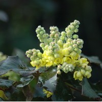 MAHONIA aquifolium MAHONIA aquifolium