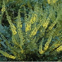MAHONIA media winter sun MAHONIA media winter sun