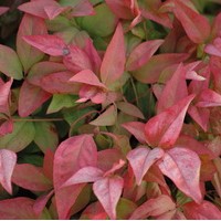 NANDINA fire power NANDINA fire power