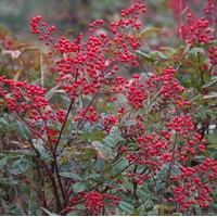 NANDINA domestica NANDINA domestica