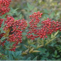 NANDINA domestica Richmond NANDINA domestica Richmond
