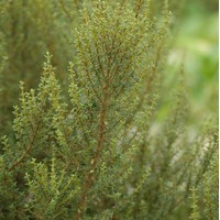 OLEARIA solandrii aurea OLEARIA solandrii aurea