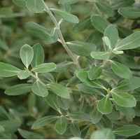 OLEARIA traversii OLEARIA traversii