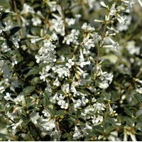 OSMANTHUS delavayi OSMANTHUS delavayi