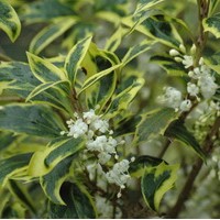 OSMANTHUS auréovariégatus OSMANTHUS auréovariégatus