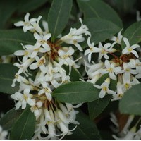 OSMANTHUS Burkwoodii OSMANTHUS Burkwoodii