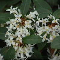 OSMANTHUS Burkwoodii