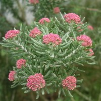 OZOTHAMNUS rosmarinifolius silver jubile OZOTHAMNUS rosmarinifolius silver jubile
