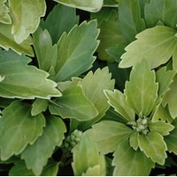 PACHYSANDRA green carpet PACHYSANDRA green carpet
