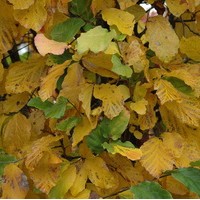 Parrotia persica Parrotia persica