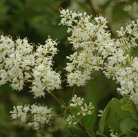 LIGUSTRUM japonicum Texanum LIGUSTRUM japonicum Texanum