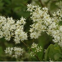 LIGUSTRUM japonicum Texanum