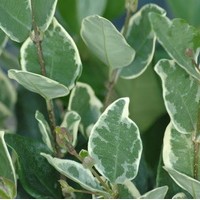 LIGUSTRUM japonicum Texanum Variegata