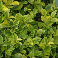 LIGUSTRUM ovalifolium Aureum LIGUSTRUM ovalifolium Aureum
