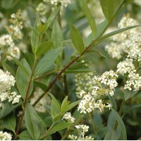 LIGUSTRUM atrovirens select