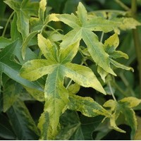 Liquidambar styraciflua Auréa Liquidambar styraciflua Auréa