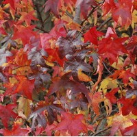 Liquidambar styraciflua Lane Roberts Liquidambar styraciflua Lane Roberts