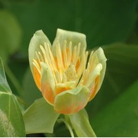 Liriodendron tulipifera Liriodendron tulipifera