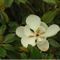 Magnolia grandiflora galissonière Magnolia grandiflora galissonière
