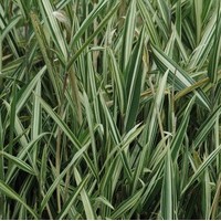 BAMBOU Variegata nain BAMBOU Variegata nain