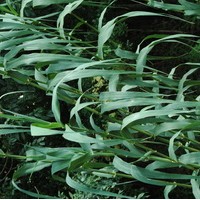 ARUNDO Donax ARUNDO Donax