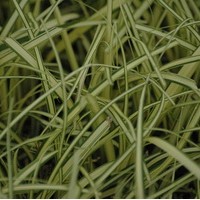 CAREX Ever gold CAREX Ever gold