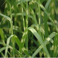 MISCNTHUS Strictus 