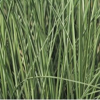 MISCANTHUS Morning light MISCANTHUS Morning light